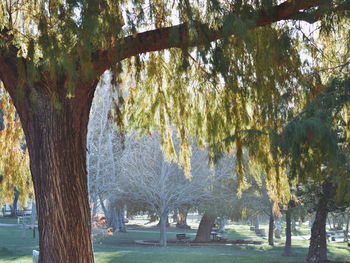 Trees in park