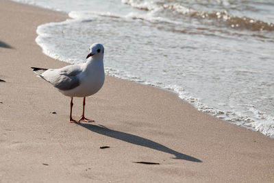 Seagull perching on a beach