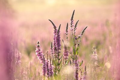 Close-up of purple flowering plants on field