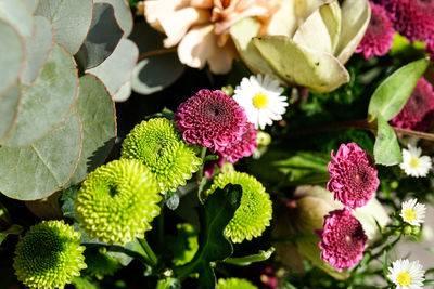 Close-up of pink flowering plants