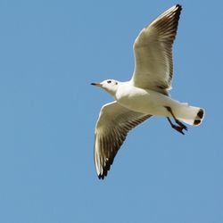 Low angle view of bird flying against clear sky