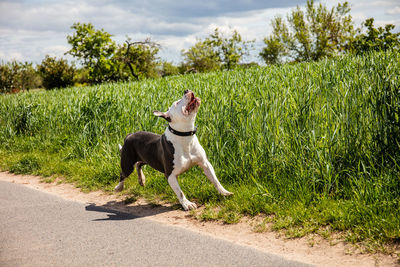 Full length of a dog on field