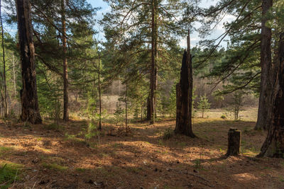Pine trees in forest