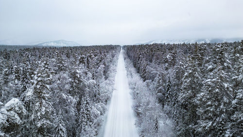 Snow covered forest