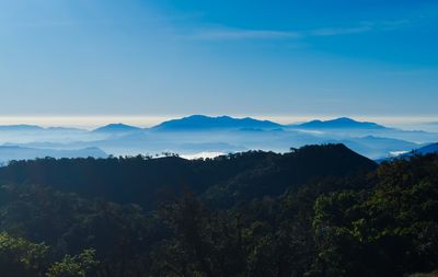 Scenic view of forest against clear sky