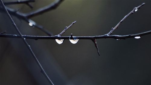 Close-up of raindrops on barbed wire fence