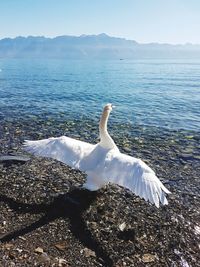 Swan on lake against sky