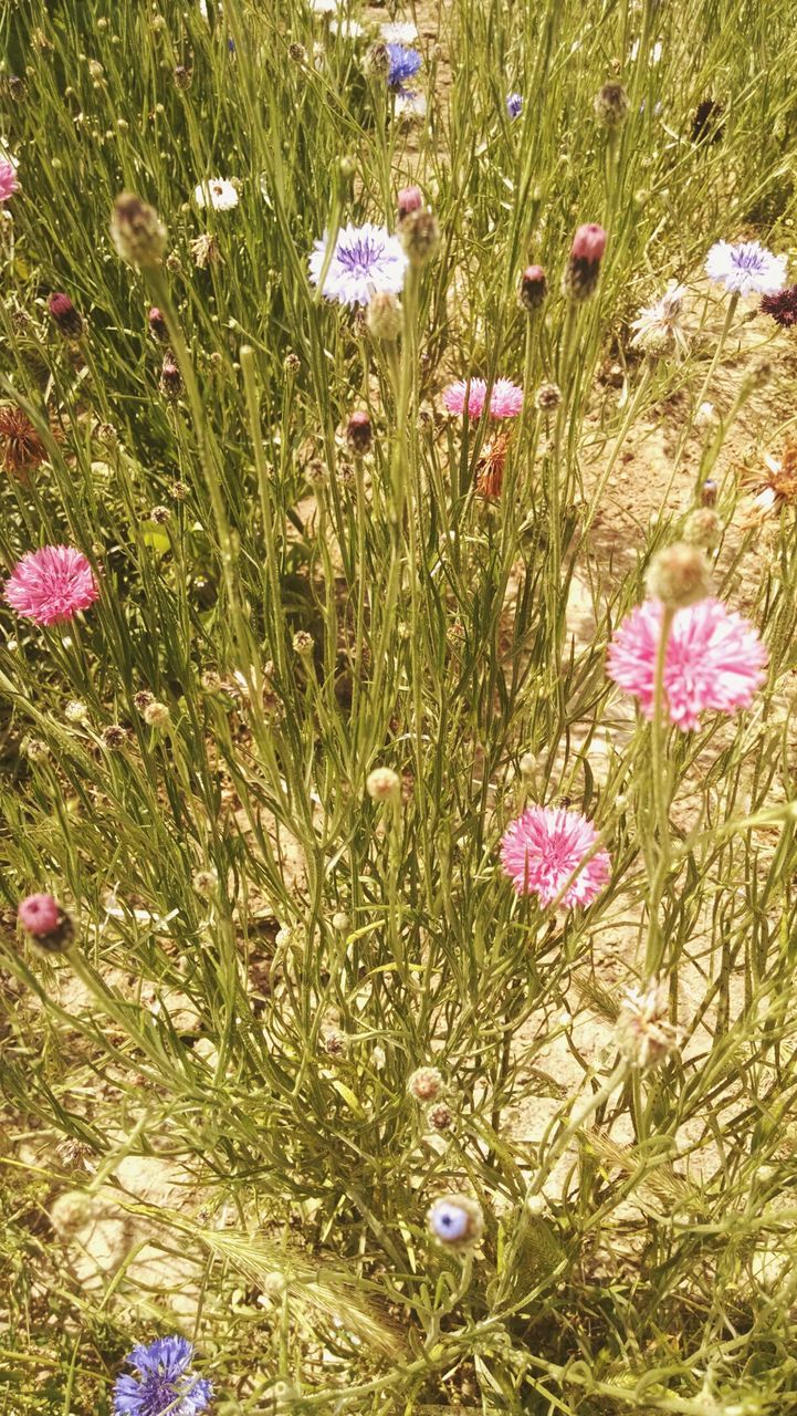 flower, freshness, growth, fragility, purple, beauty in nature, field, plant, petal, grass, blooming, nature, flower head, high angle view, wildflower, in bloom, pink color, day, outdoors, no people