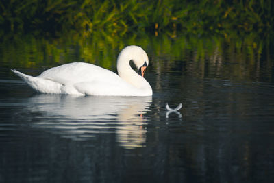 Swans swimming in lake