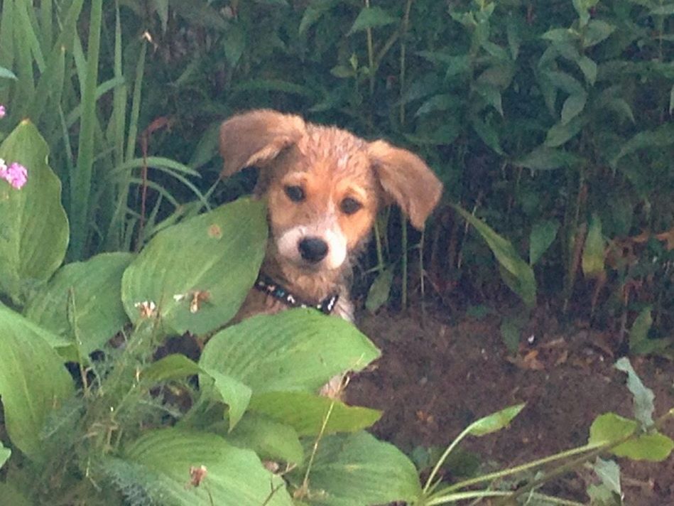 pets, dog, mammal, green color, portrait, plant, grass, leaf, growth, close-up, no people, nature, day, outdoors, animal head, selective focus, cute, green, animal, focus on foreground, grassy, alertness, beauty in nature