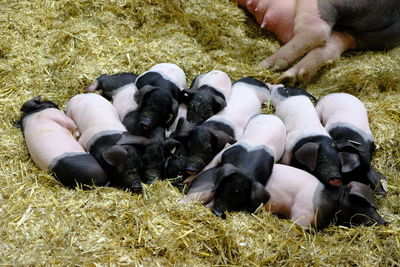 High angle view of dogs relaxing on grass