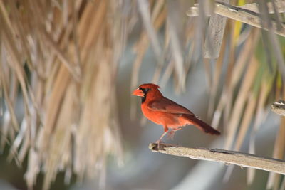 Close-up of bird perching on branch