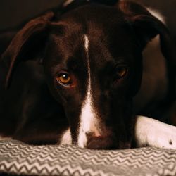 Close-up portrait of dog relaxing on bed at home