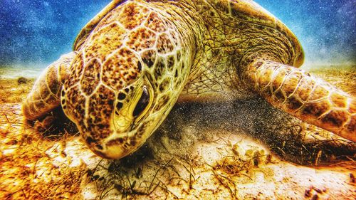 Close-up of turtle in sea