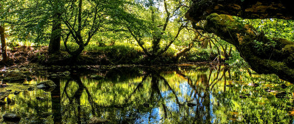 Scenic view of lake in forest