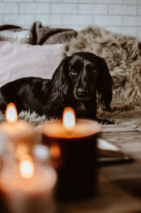 Close-up portrait of black dog