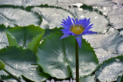 Close-up of water lily in pond