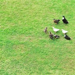 View of grassy field