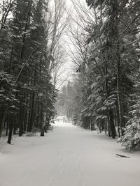 Snow covered road amidst trees in forest