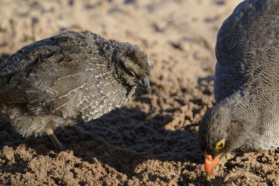 Close-up of a bird