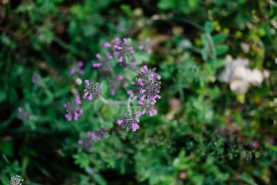 Close-up of purple flowering plant on field