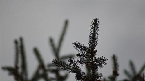 Low angle view of plant against clear sky