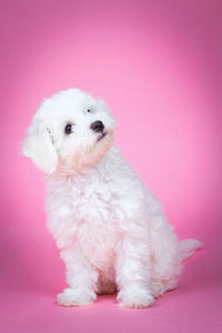 Portrait of white dog against pink background