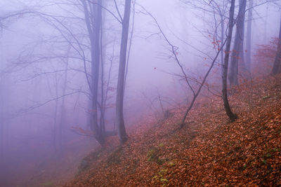 Trees in forest during foggy weather