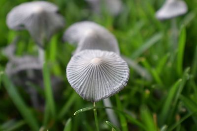 Close-up of mushroom growing on field