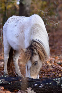 White horse in a field