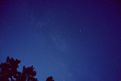 Low angle view of silhouette trees against star field at night, milky way galaxy behind the trees 