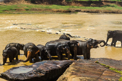 Medium group of elephants