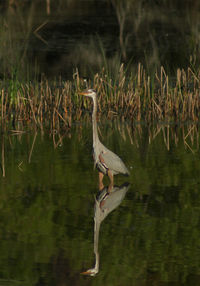 Side view of gray heron in lake
