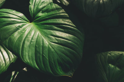 Close-up of green leaf