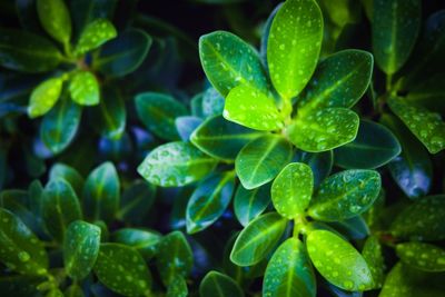 Close-up of wet plant leaves