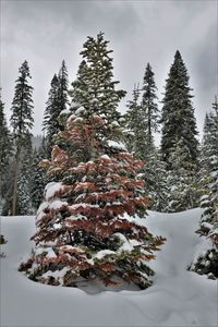 Pine trees on snow covered landscape