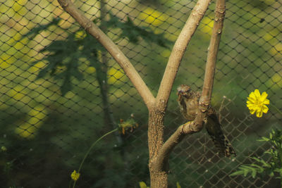 View of lizard on chainlink fence