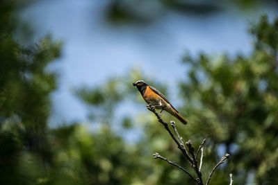 Bird perching on a tree