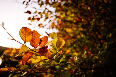 Close-up of maple leaves against blurred background