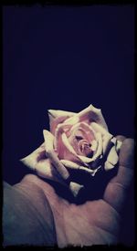 Close-up of rose