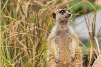 Meerkat or suricate standing on a rock in the forest