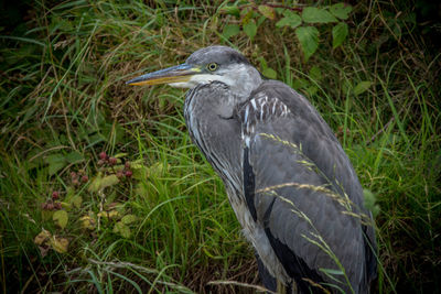 High angle view of gray heron on field