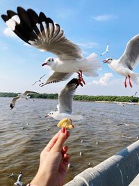 Low angle view of seagulls flying against the sky