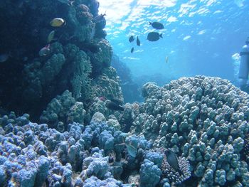 Fish swimming in sea