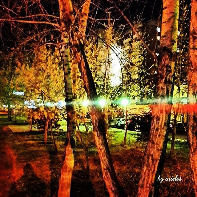 tree, bare tree, tree trunk, branch, autumn, tranquility, park - man made space, nature, fence, season, built structure, orange color, outdoors, wood - material, night, growth, reflection, change, illuminated, no people