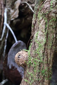 Close-up of lizard on tree trunk