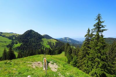 Scenic view of forest against clear blue sky