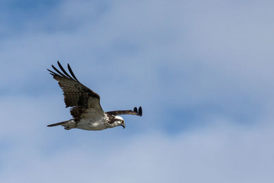 Low angle view of eagle flying against sky