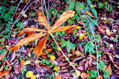Close-up of maple leaves