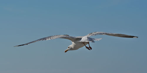 Low angle view of seagull flying in sky